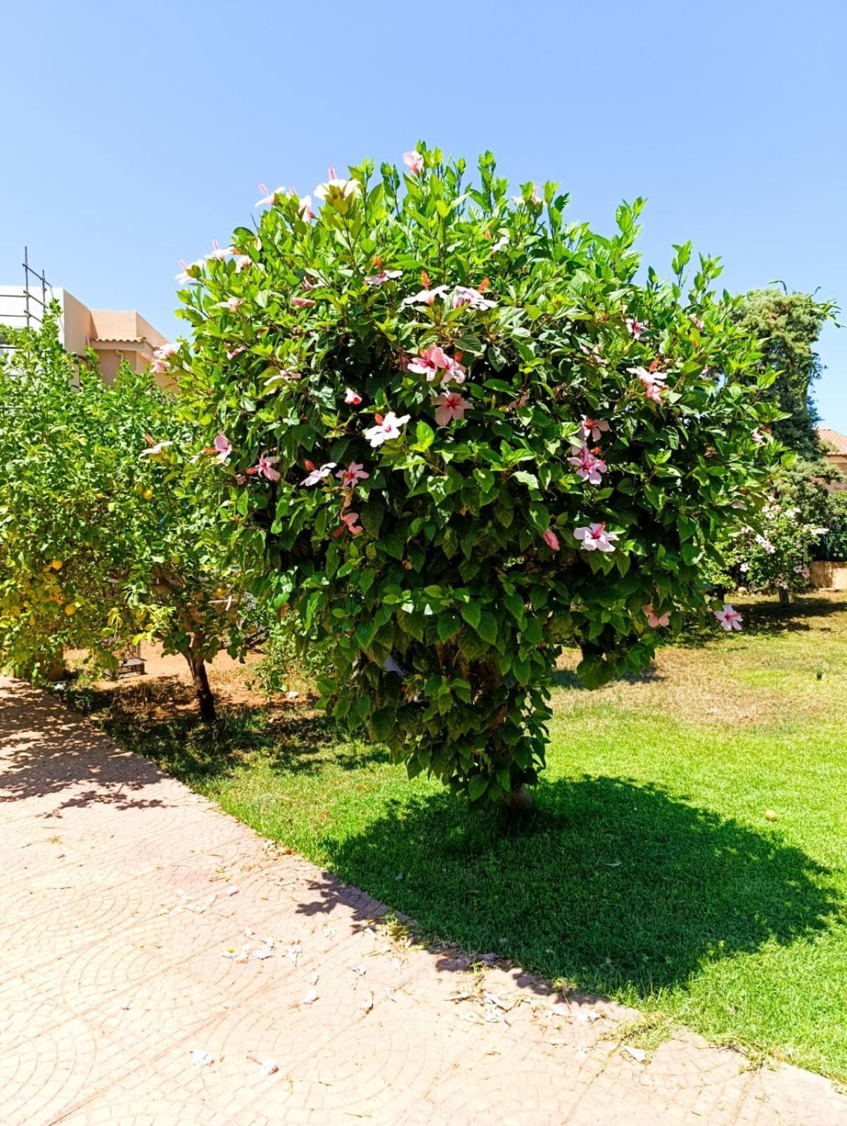 Casa In Giardino A Pochi Passi Dal Mare Villa Palermo Buitenkant foto