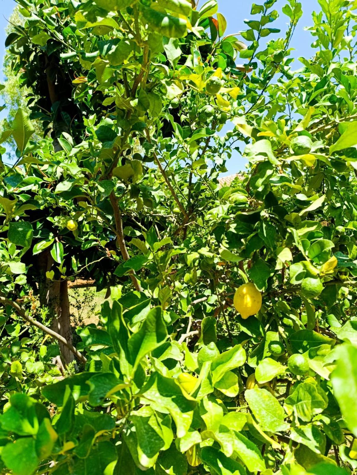 Casa In Giardino A Pochi Passi Dal Mare Villa Palermo Buitenkant foto